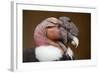 Andean Condor (Vultur Gryphus). Wildlife Animal.-Vladimir Wrangel-Framed Photographic Print