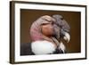 Andean Condor (Vultur Gryphus). Wildlife Animal.-Vladimir Wrangel-Framed Photographic Print