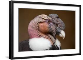 Andean Condor (Vultur Gryphus). Wildlife Animal.-Vladimir Wrangel-Framed Photographic Print