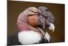 Andean Condor (Vultur Gryphus). Wildlife Animal.-Vladimir Wrangel-Mounted Photographic Print