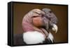 Andean Condor (Vultur Gryphus). Wildlife Animal.-Vladimir Wrangel-Framed Stretched Canvas