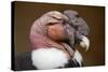 Andean Condor (Vultur Gryphus). Wildlife Animal.-Vladimir Wrangel-Stretched Canvas