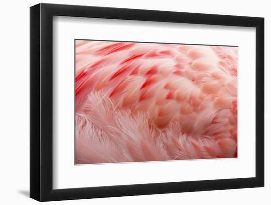 Andean Flamingo (Phoenicoparrus andinus) adult, close-up of feathers, Slimbridge W.W.T. (captive)-Bill Coster-Framed Photographic Print