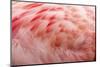 Andean Flamingo (Phoenicoparrus andinus) adult, close-up of feathers, Slimbridge W.W.T. (captive)-Bill Coster-Mounted Photographic Print