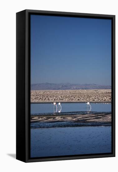 Andean Flamingoes at Laguna De Chaxa (Chaxa Lake), San Pedro, Chile, South America-Kimberly Walker-Framed Stretched Canvas