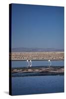 Andean Flamingoes at Laguna De Chaxa (Chaxa Lake), San Pedro, Chile, South America-Kimberly Walker-Stretched Canvas