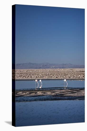 Andean Flamingoes at Laguna De Chaxa (Chaxa Lake), San Pedro, Chile, South America-Kimberly Walker-Stretched Canvas