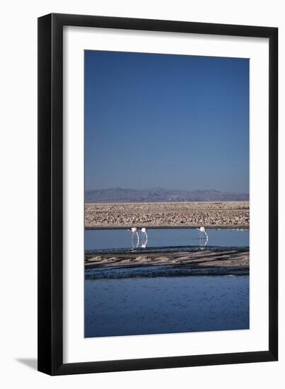 Andean Flamingoes at Laguna De Chaxa (Chaxa Lake), San Pedro, Chile, South America-Kimberly Walker-Framed Premium Photographic Print