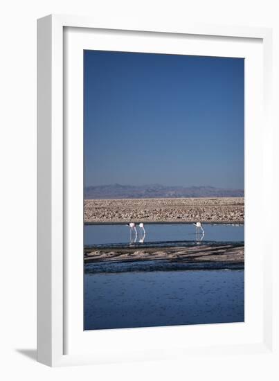 Andean Flamingoes at Laguna De Chaxa (Chaxa Lake), San Pedro, Chile, South America-Kimberly Walker-Framed Photographic Print