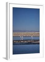 Andean Flamingoes at Laguna De Chaxa (Chaxa Lake), San Pedro, Chile, South America-Kimberly Walker-Framed Photographic Print