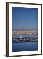 Andean Flamingoes at Laguna De Chaxa (Chaxa Lake), San Pedro, Chile, South America-Kimberly Walker-Framed Photographic Print