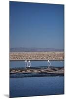 Andean Flamingoes at Laguna De Chaxa (Chaxa Lake), San Pedro, Chile, South America-Kimberly Walker-Mounted Photographic Print