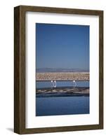 Andean Flamingoes at Laguna De Chaxa (Chaxa Lake), San Pedro, Chile, South America-Kimberly Walker-Framed Photographic Print