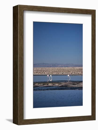 Andean Flamingoes at Laguna De Chaxa (Chaxa Lake), San Pedro, Chile, South America-Kimberly Walker-Framed Photographic Print