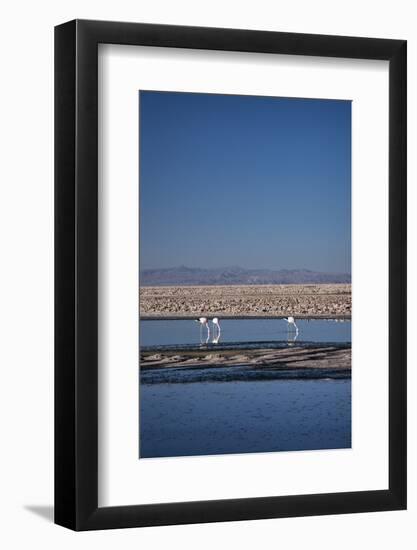 Andean Flamingoes at Laguna De Chaxa (Chaxa Lake), San Pedro, Chile, South America-Kimberly Walker-Framed Photographic Print