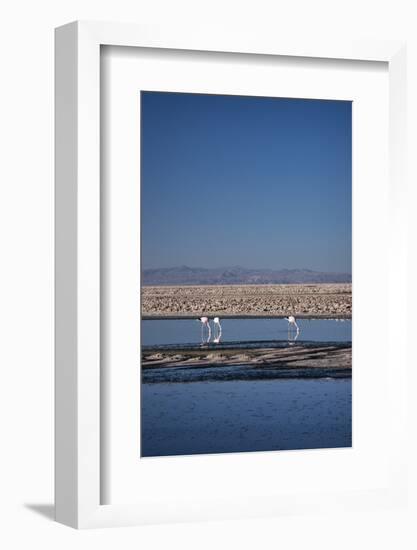 Andean Flamingoes at Laguna De Chaxa (Chaxa Lake), San Pedro, Chile, South America-Kimberly Walker-Framed Photographic Print