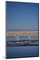 Andean Flamingoes at Laguna De Chaxa (Chaxa Lake), San Pedro, Chile, South America-Kimberly Walker-Mounted Photographic Print