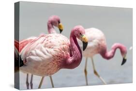 Andean flamingos (Phoenicoparrus andinus), Eduardo Avaroa Andean Fauna National Reserve, Bolivia-Michael Nolan-Stretched Canvas