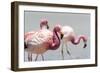 Andean flamingos (Phoenicoparrus andinus), Eduardo Avaroa Andean Fauna National Reserve, Bolivia-Michael Nolan-Framed Photographic Print