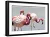 Andean flamingos (Phoenicoparrus andinus), Eduardo Avaroa Andean Fauna National Reserve, Bolivia-Michael Nolan-Framed Photographic Print