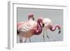 Andean flamingos (Phoenicoparrus andinus), Eduardo Avaroa Andean Fauna National Reserve, Bolivia-Michael Nolan-Framed Photographic Print