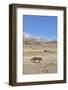 Andean fox walking in the Altiplano, Andes, Bolivia-Daniel Heuclin-Framed Photographic Print