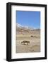 Andean fox walking in the Altiplano, Andes, Bolivia-Daniel Heuclin-Framed Photographic Print