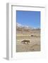 Andean fox walking in the Altiplano, Andes, Bolivia-Daniel Heuclin-Framed Photographic Print