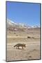 Andean fox walking in the Altiplano, Andes, Bolivia-Daniel Heuclin-Mounted Photographic Print