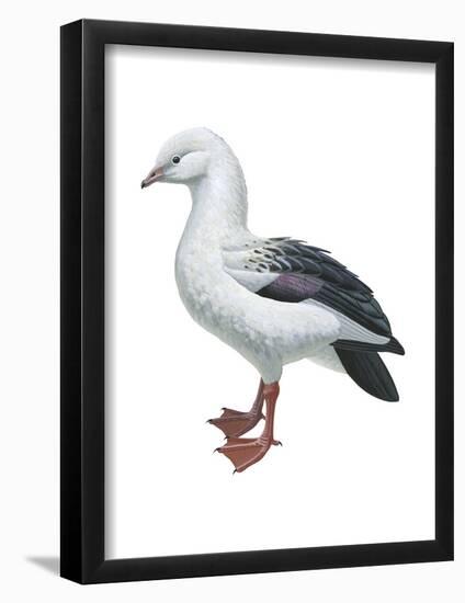 Andean Goose (Chloephaga Melanoptera), Birds-Encyclopaedia Britannica-Framed Poster