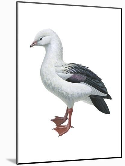 Andean Goose (Chloephaga Melanoptera), Birds-Encyclopaedia Britannica-Mounted Poster