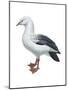 Andean Goose (Chloephaga Melanoptera), Birds-Encyclopaedia Britannica-Mounted Poster