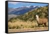 Andean Llama-chrishowey-Framed Stretched Canvas