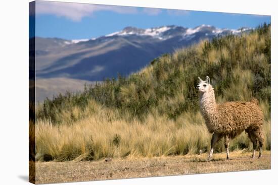 Andean Llama-chrishowey-Stretched Canvas