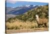 Andean Llama-chrishowey-Stretched Canvas