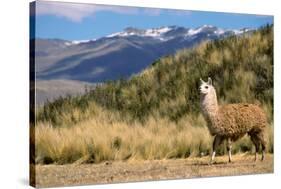 Andean Llama-chrishowey-Stretched Canvas