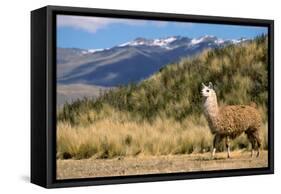 Andean Llama-chrishowey-Framed Stretched Canvas