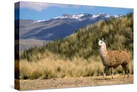 Andean Llama-chrishowey-Stretched Canvas