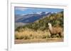 Andean Llama-chrishowey-Framed Photographic Print