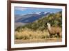 Andean Llama-chrishowey-Framed Photographic Print