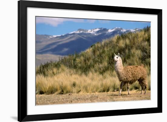 Andean Llama-chrishowey-Framed Photographic Print