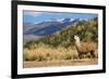 Andean Llama-chrishowey-Framed Photographic Print