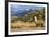 Andean Llama-chrishowey-Framed Photographic Print