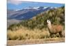 Andean Llama-chrishowey-Mounted Photographic Print