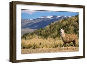 Andean Llama-chrishowey-Framed Photographic Print