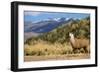 Andean Llama-chrishowey-Framed Photographic Print