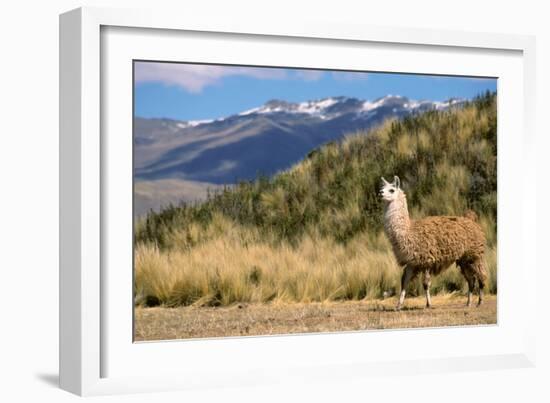Andean Llama-chrishowey-Framed Photographic Print