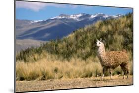 Andean Llama-chrishowey-Mounted Photographic Print