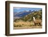 Andean Llama-chrishowey-Framed Photographic Print