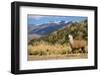 Andean Llama-chrishowey-Framed Photographic Print